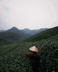上春山，採春茶杭州採茶新體驗！