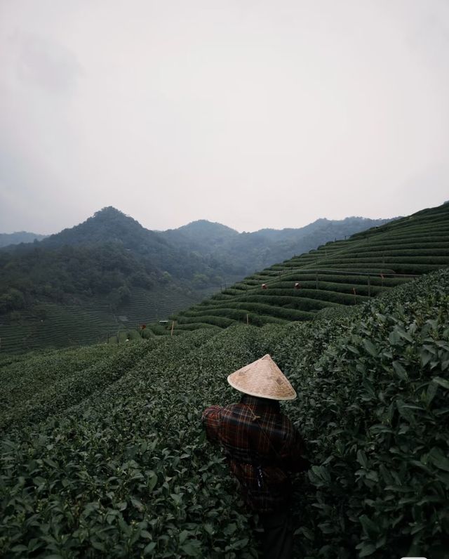 上春山，採春茶杭州採茶新體驗！