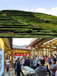 茶香漫城|安溪五一文旅活動全攻略！