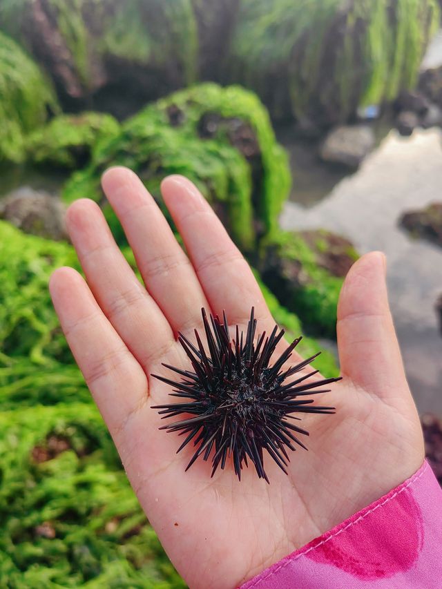 惠州鹽洲島-趕海嘅好地方