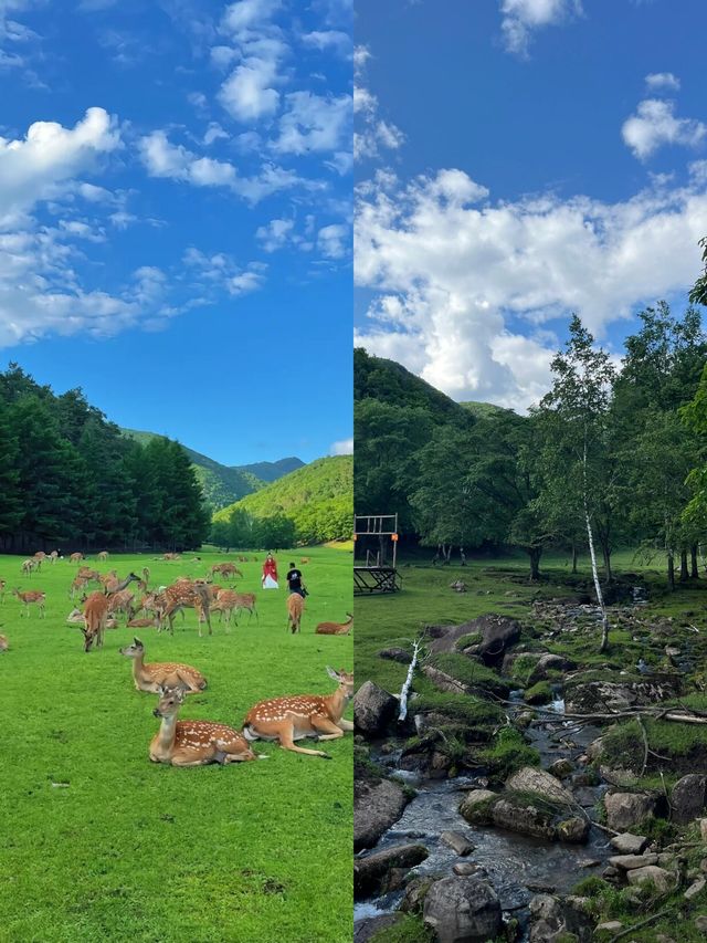 伊春～一個唔需要濾鏡嘅地方