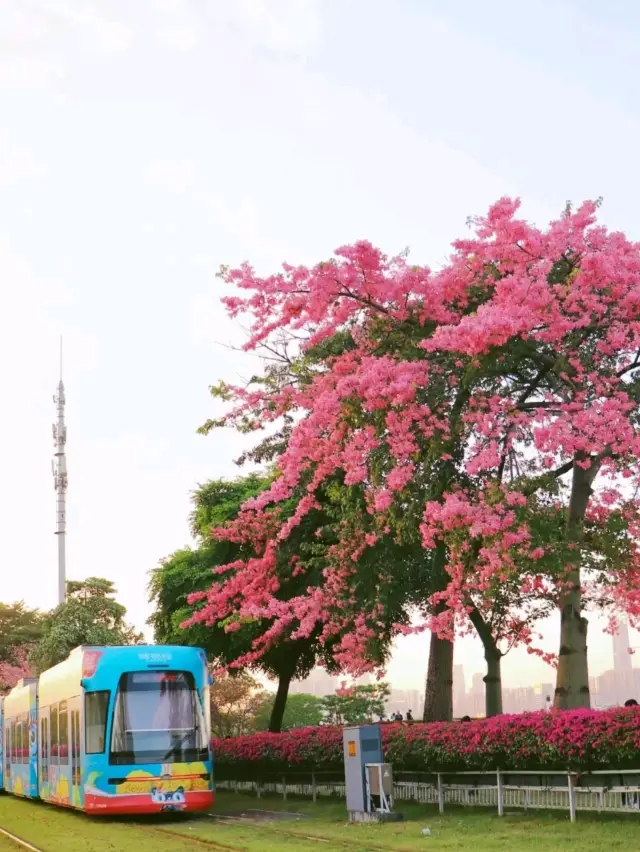Crash into Guangzhou filled with pink fairy tales 📷 🇨🇳