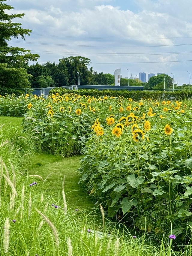 救命🆘廣州竟藏著現實版「陽光花田」！地鐵直達的向日葵花海美到窒息🌻不用遠赴郊區，下車就能擁抱整片燦爛夏天！