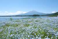日本｜河口湖 天氣晴