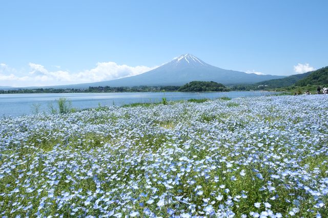 日本｜河口湖 天氣晴
