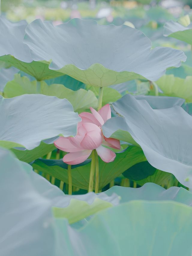 荷風醉客處，馬鳴入夢來