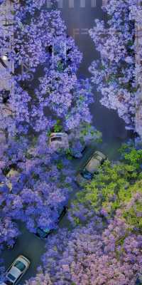 川西．西昌藍花楹嘅浪漫，你確定唔嚟睇下？