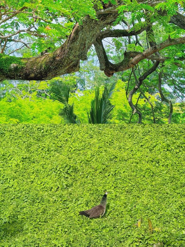玩轉加勒古堡歷史遺跡打卡、美食住宿全指南