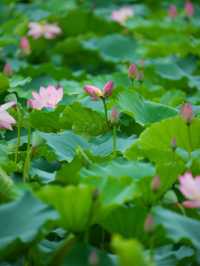 🪷 廣州夏日限定｜螺湧公園荷花拍照全攻略