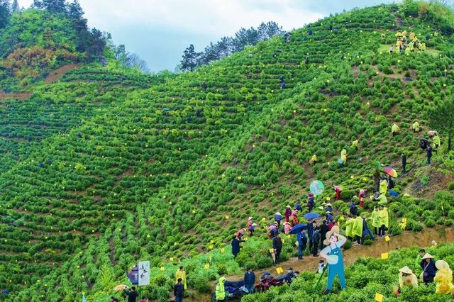 人間春日應問茶，走！去歙縣飲茶去→