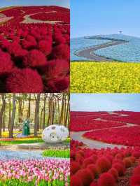 茨城：花海與自然的奇幻之旅