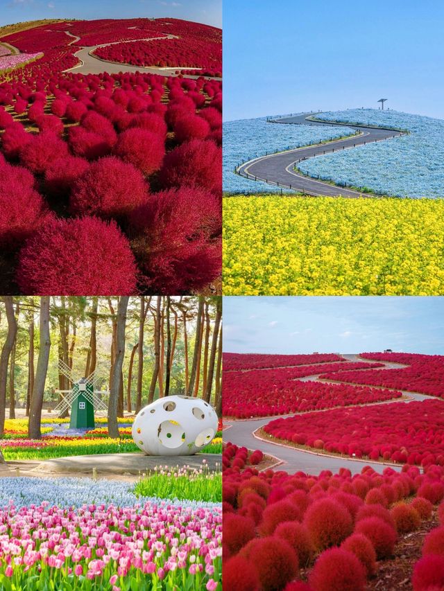 茨城：花海與自然的奇幻之旅