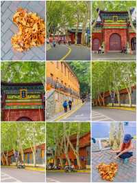 陰天逛九江梧桐大道？暗調照片自帶復古濾鏡，美到犯規