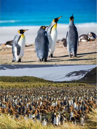 Six-Star Silversea Cruise: A Chinese New Year Expedition to Antarctica