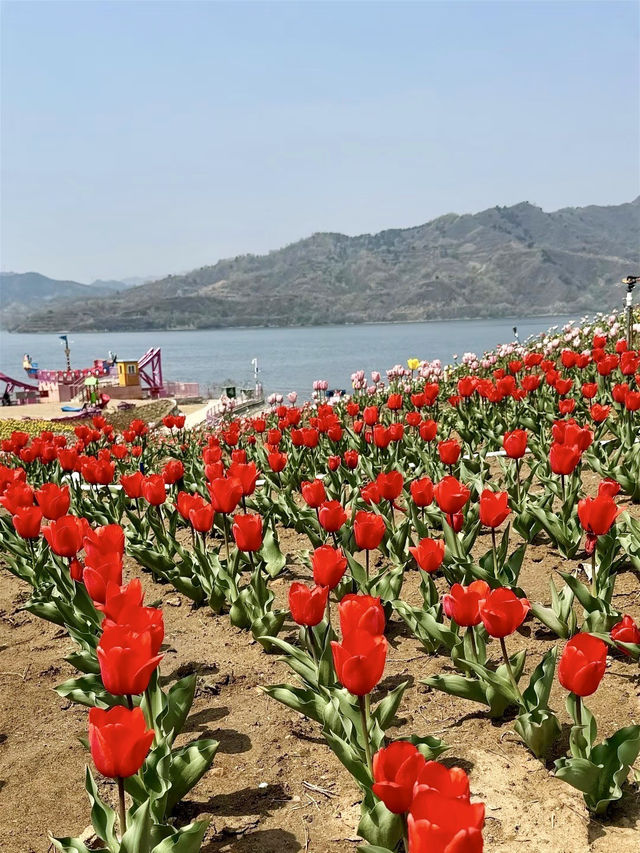 花果之鄉——遷西縣花鄉果巷景區