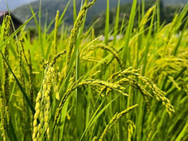 忽然遇見童話小鎮——白川鄉