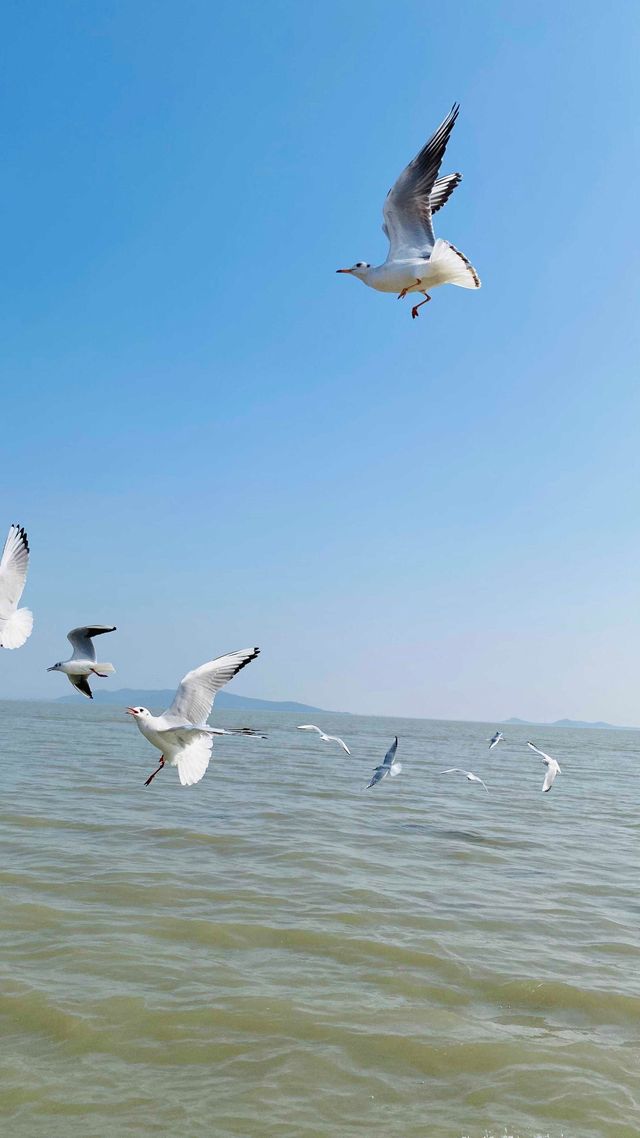 夕陽下與海鷗共舞