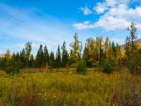 喀納斯河畔：秋日色彩的絕美盛宴