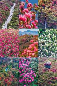 花又開好了-貴州畢節百里杜鵑花大賞