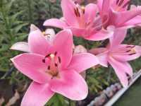 音樂百花谷：邂逅花海萌寵，共赴夜場夢幻之約