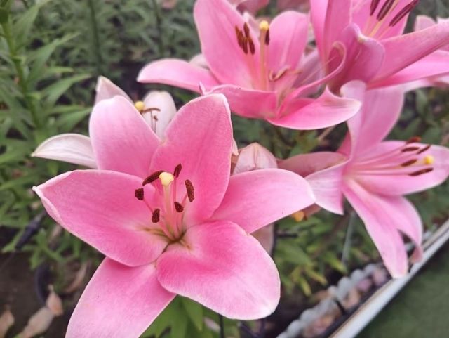 音樂百花谷：邂逅花海萌寵，共赴夜場夢幻之約