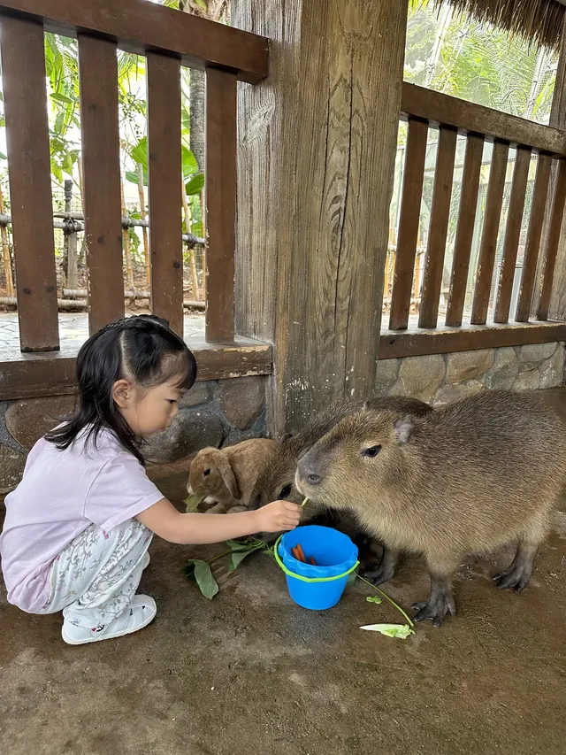 帶娃刷陵水，一定要說說的真實感受