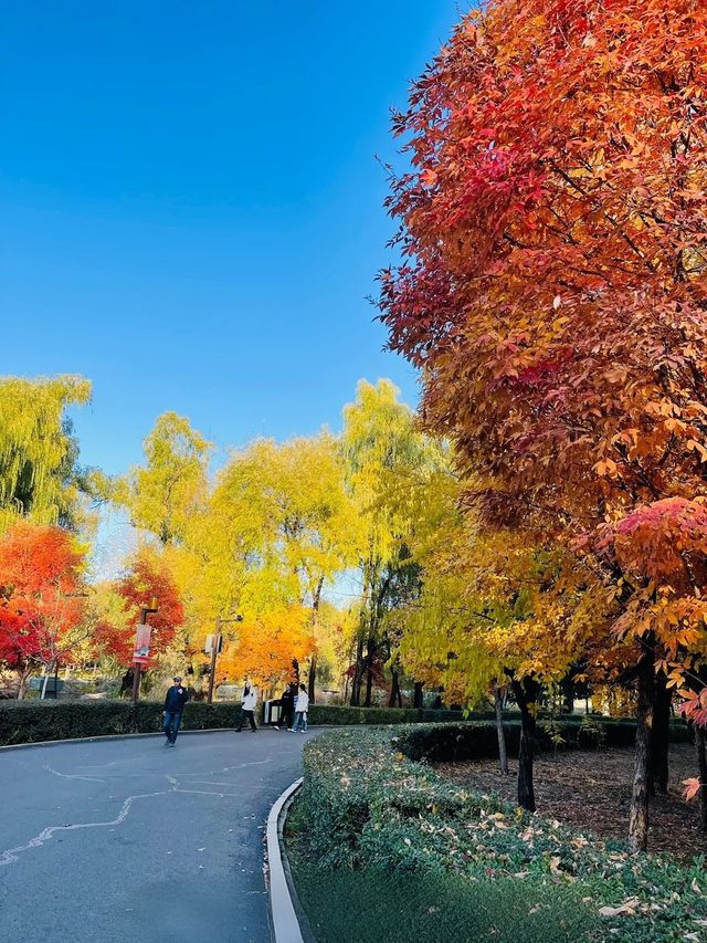 長春伊通河，藏不住的秋日童話 #長春伊通河秋季  長春伊通河，藏不住的秋日童話  家人們誰懂啊！