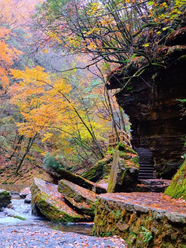 十萬畝紅葉漫山遍野，秦嶺的秋日盛宴正當時
