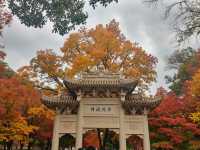 被上帝私藏的調色盤！雲平山秋日秘境遊記