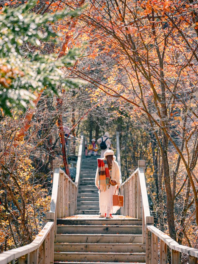 來回9小時，值回票價到喊晒！松坪溝嘅秋天簡直係神級啦