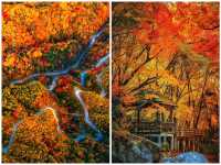 亞洲最漫長紅葉走廊｜2025終極賞秋攻略