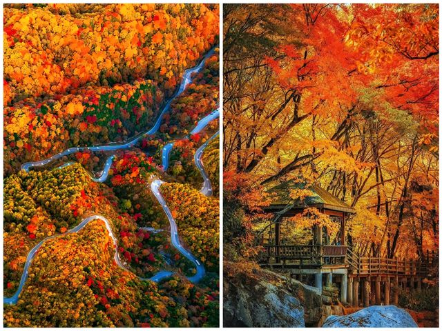 亞洲最漫長紅葉走廊｜2025終極賞秋攻略
