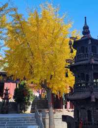 五老峰巔聞仙語,一步一景入畫中