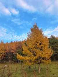 秋色森林裡的山羊牧場