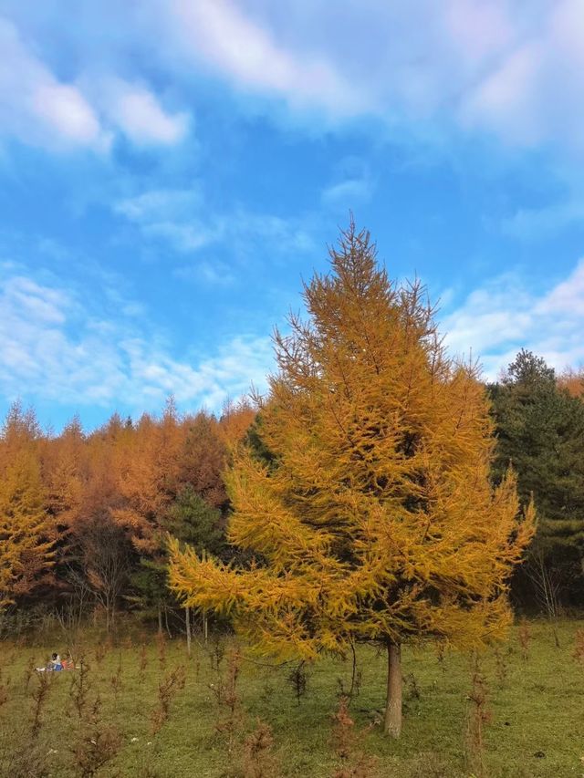 秋色森林裡的山羊牧場