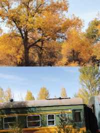 金塔胡楊林:千年守望,沙漠中的奇蹟!