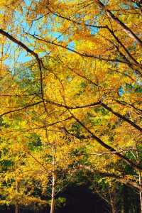 上海杭州周邊｜不在奈良，在諸暨