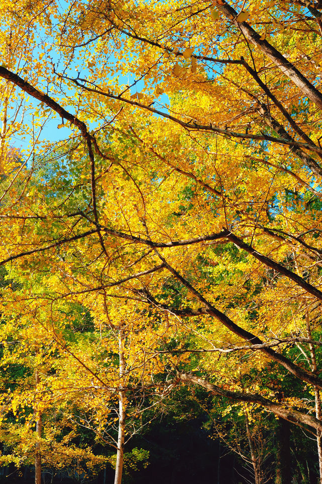 上海杭州周邊｜不在奈良，在諸暨