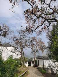 令人驚艷的賞秋之地——中國甜柿第一村