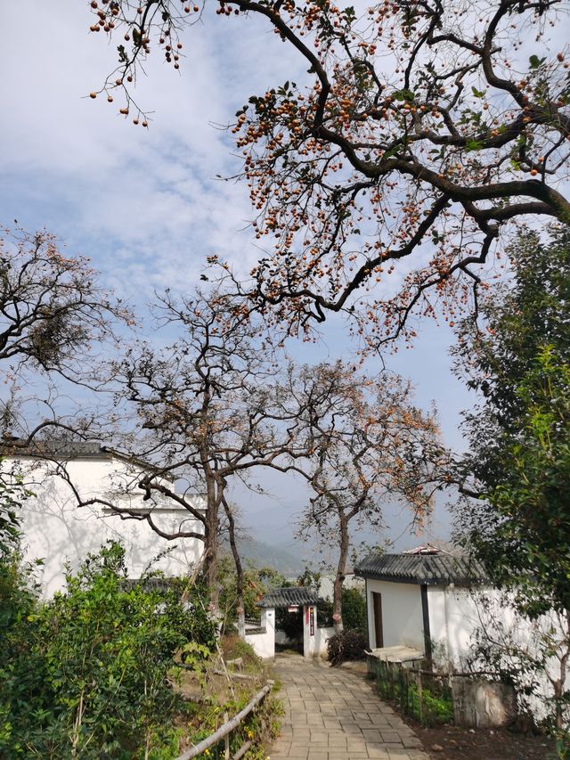 令人驚艷的賞秋之地——中國甜柿第一村 令人驚艷的賞秋之地——中國甜柿第一村