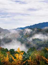 成都周邊必打卡絕美金黃銀杏林拍照攻略