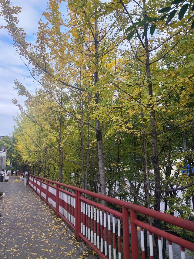 街區銀杏打卡地恩施州文化中心 街區銀杏打卡地恩施州文化中心