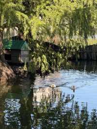 絕美莫愁湖打卡攻略