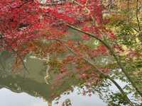 秋日虞山賞楓季