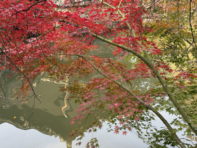 秋日虞山賞楓季