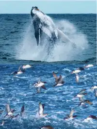 奧克蘭 | 隱藏玩法 與鯨魚海豚浪漫邂逅