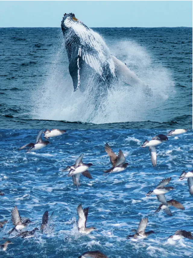 奧克蘭 | 隱藏玩法 與鯨魚海豚浪漫邂逅