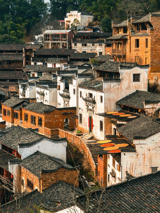 篁嶺秋色已達巔峰!千萬別錯過! 篁嶺秋色已達巔峰!千萬別錯過!