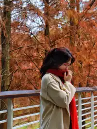 落羽杉紅啦！週末逛個公園也能拍秋日大片！