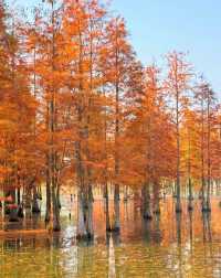 昆明冬日裡的紅色浪漫之旅,這裡的冬天不是白雪皚皚,而是被紅杉染成一片絢麗的紅色海洋~ 住宿推薦